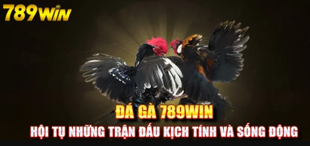 Tại sao Đá gà 789win được đông đảo các hội viên yêu thích